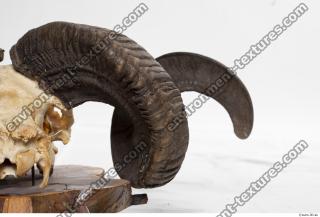 Photo Textures of Mouflon Skull Antlers